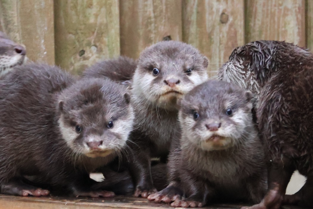 カワウソ