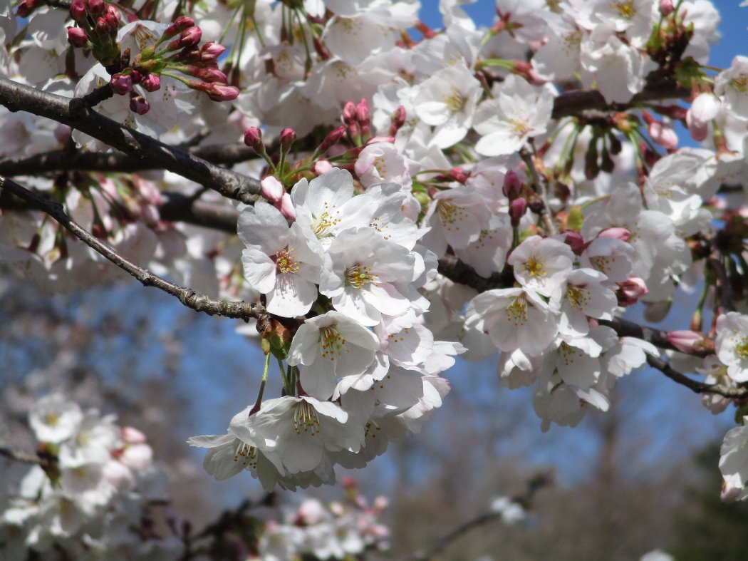 桜の園の開花情報