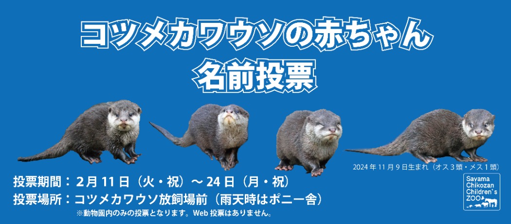 カワウソ名前投票