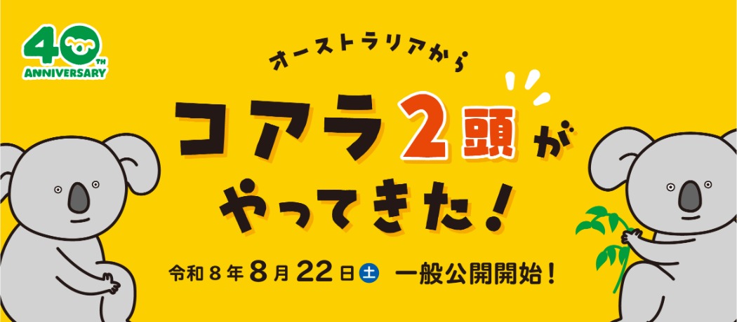 コアラ来園した