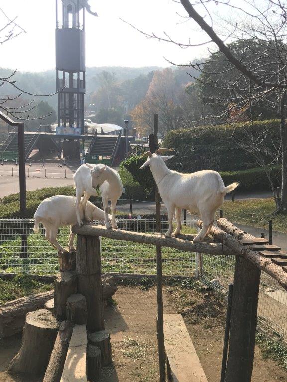完成した橋に3頭のヤギ