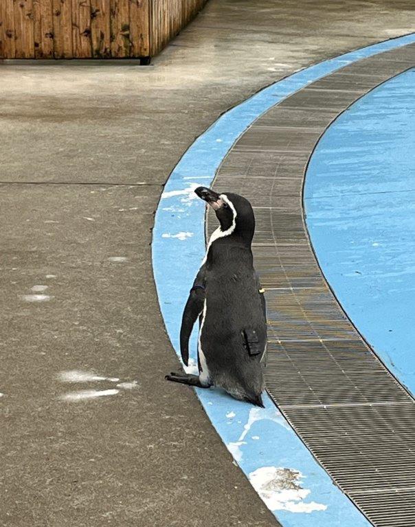 データロガーを装着しているペンギン
