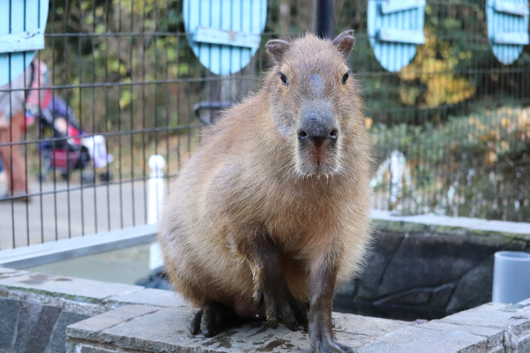 カピバラ 埼玉県こども動物自然公園 公益財団法人埼玉県公園緑地協会