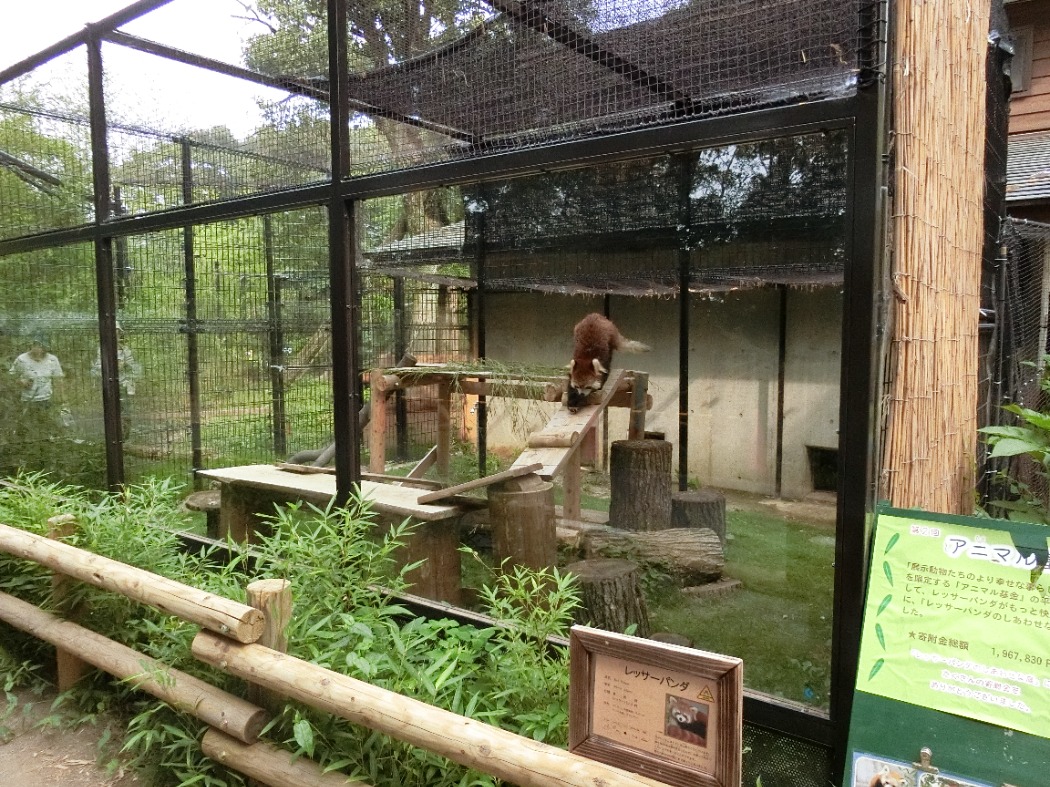 レッサーパンダしあわせな庭外観