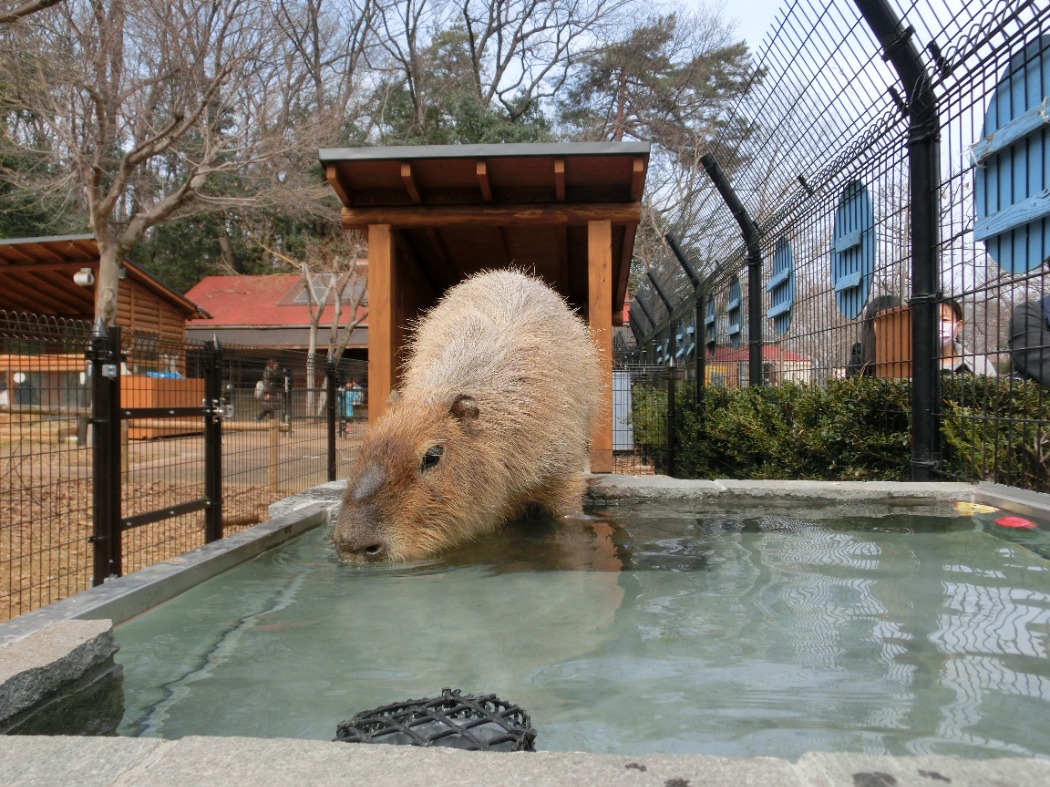 彦馬とうさんのしあわせハウスでお風呂につかる彦馬