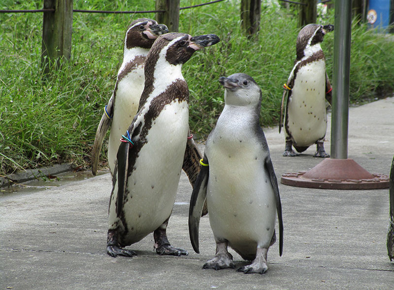 フンボルトペンギンのヒナが巣立ちしました 埼玉県こども動物自然公園 公益財団法人埼玉県公園緑地協会