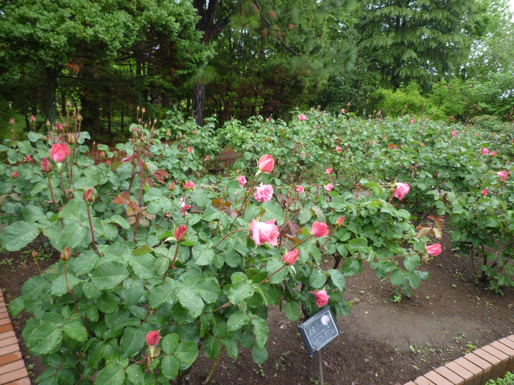 芳純も早咲きなので開花し始めてます