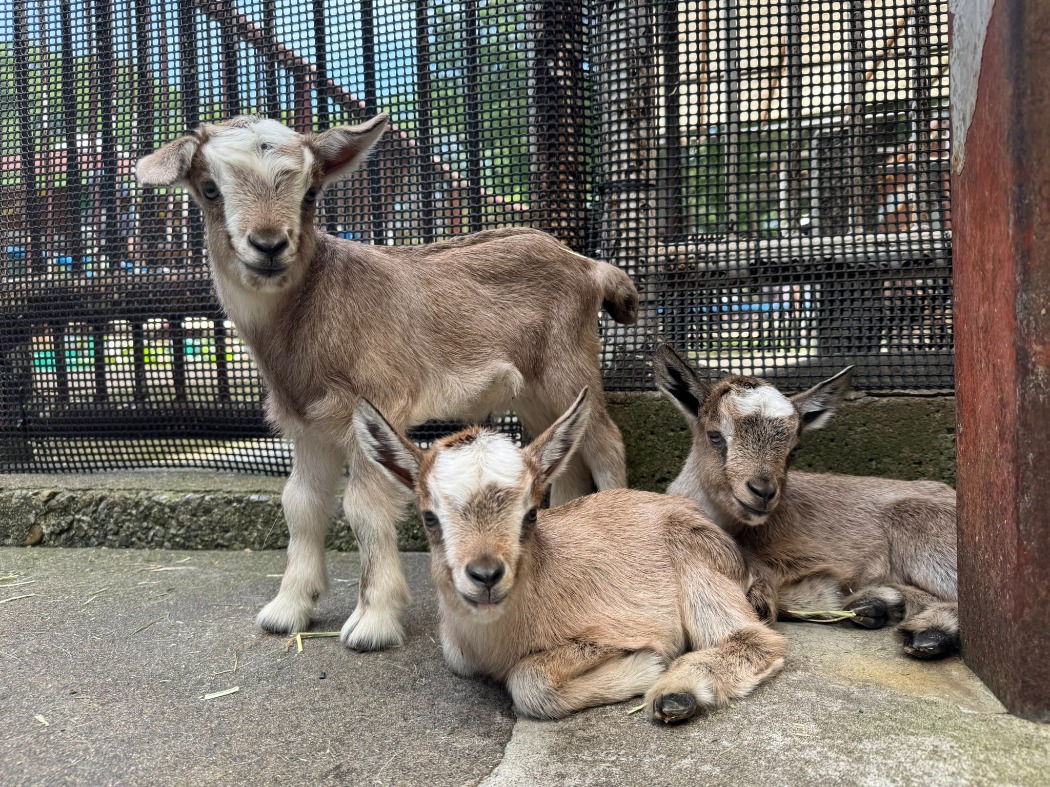 3頭の仔ヤギ