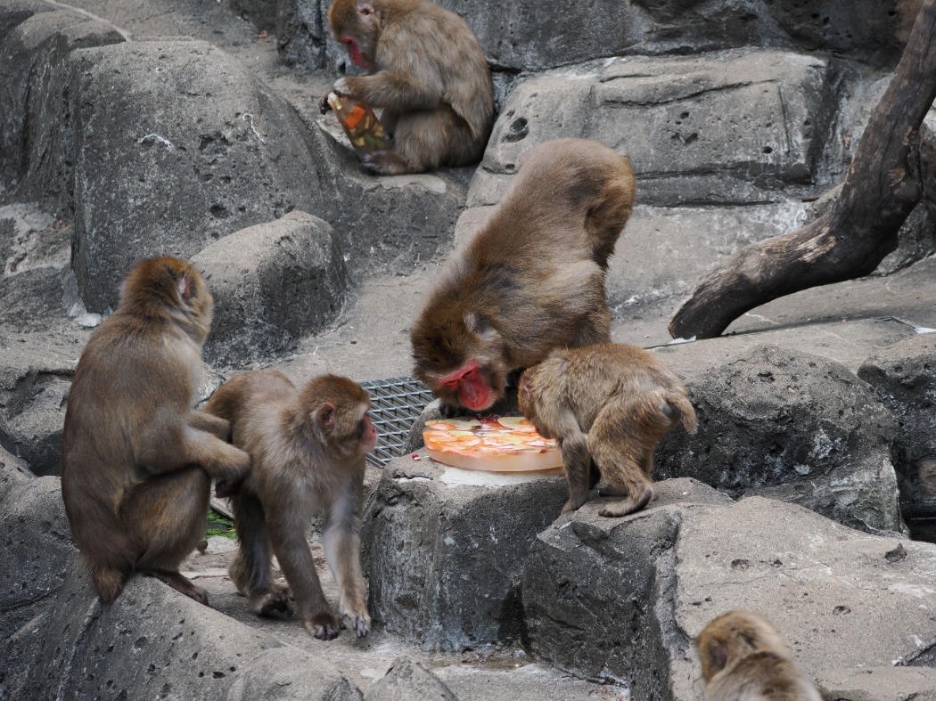 サル