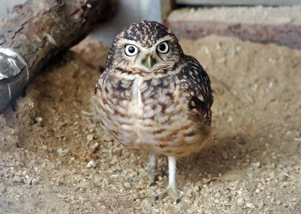 アナホリフクロウ