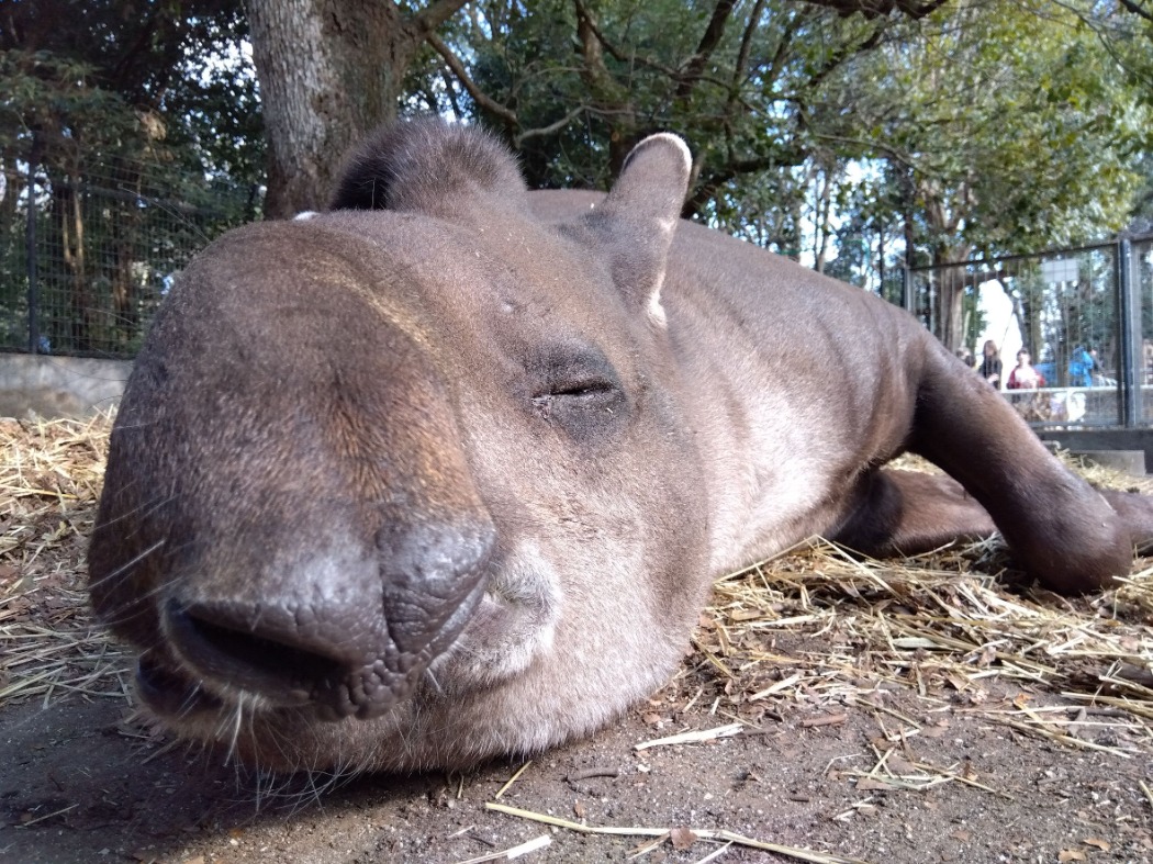 ハニワの寝顔