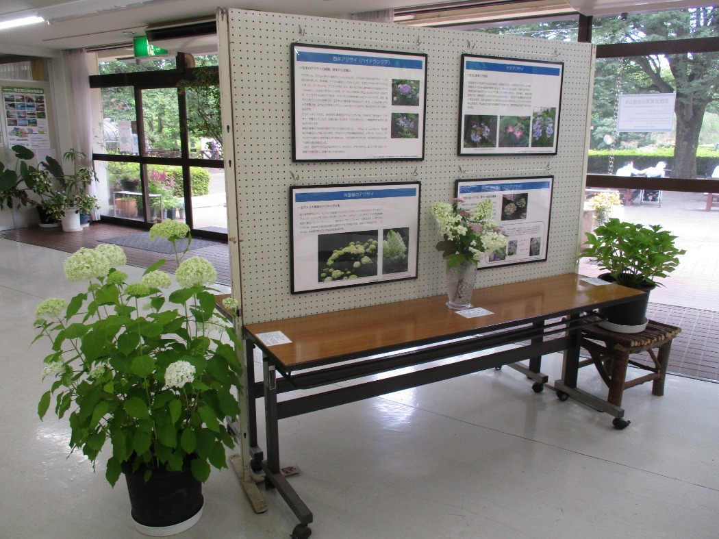 展示