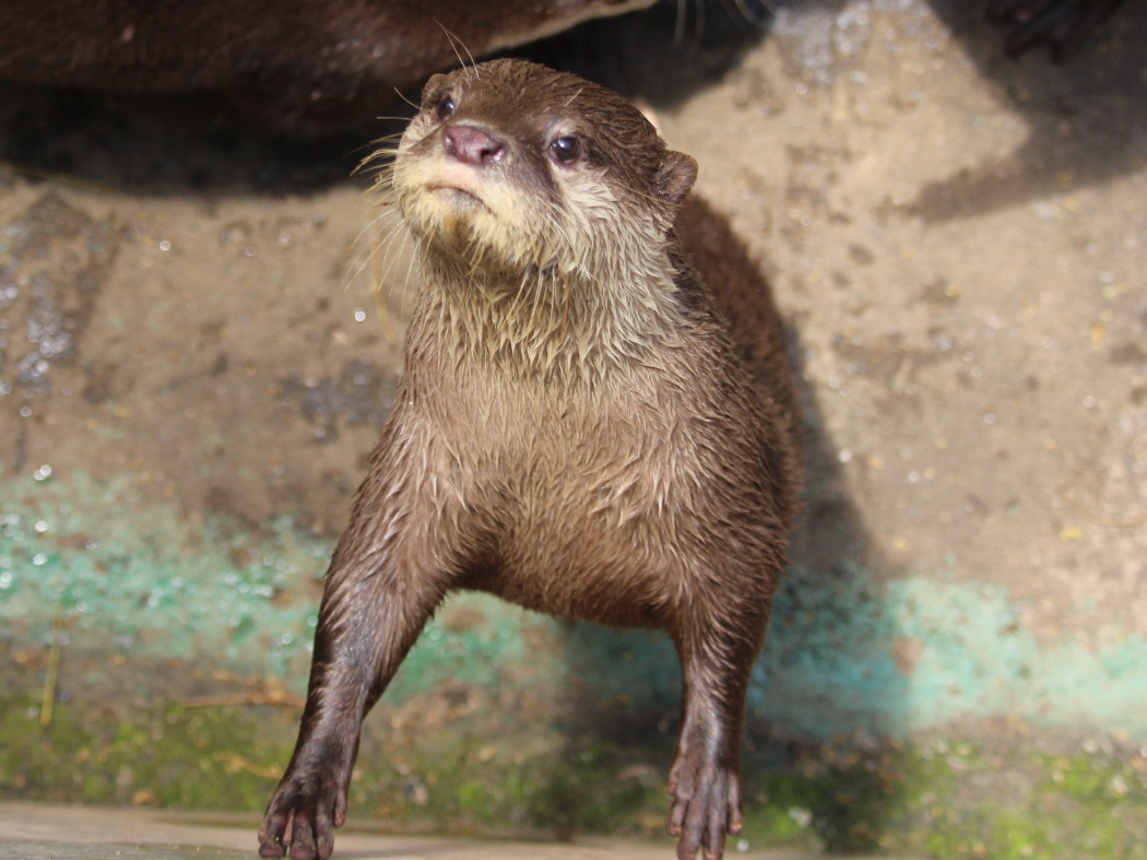 シモ