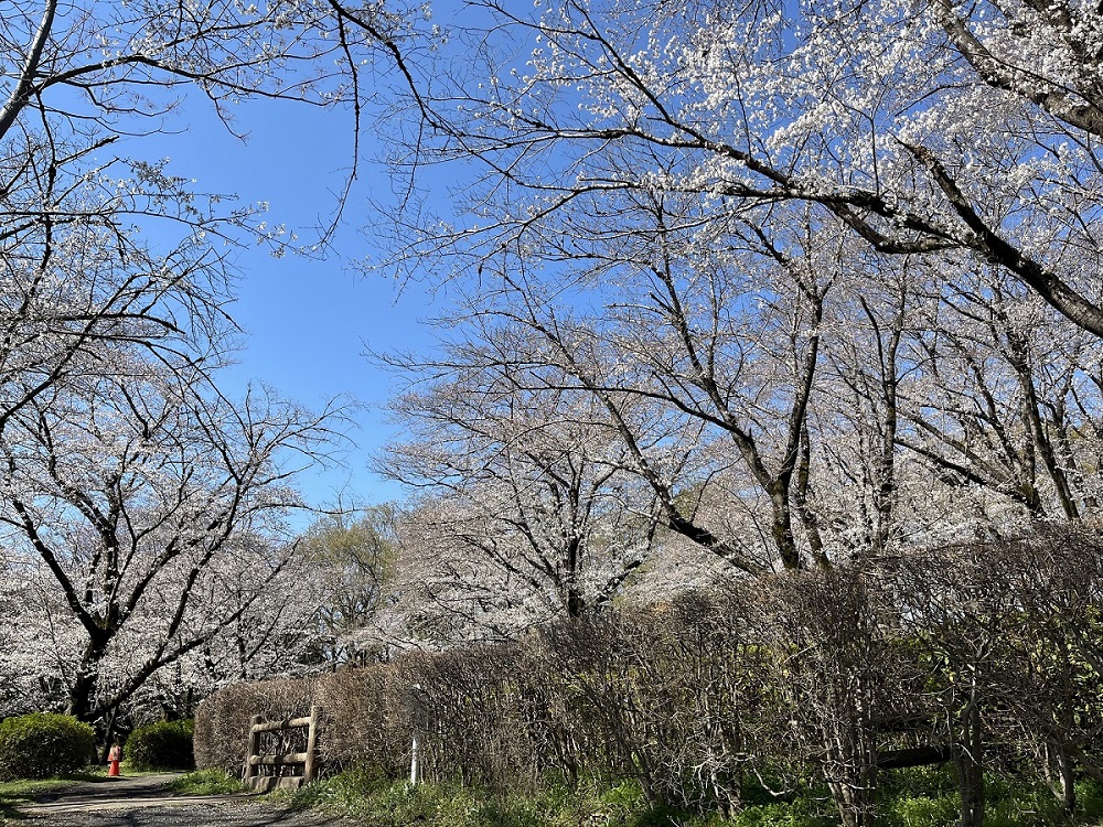 週末は智光山公園でお花見をお楽しみください