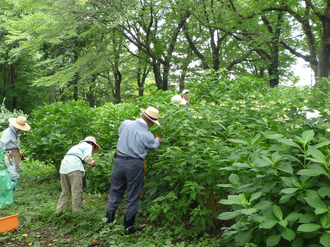 アジサイの手入れ