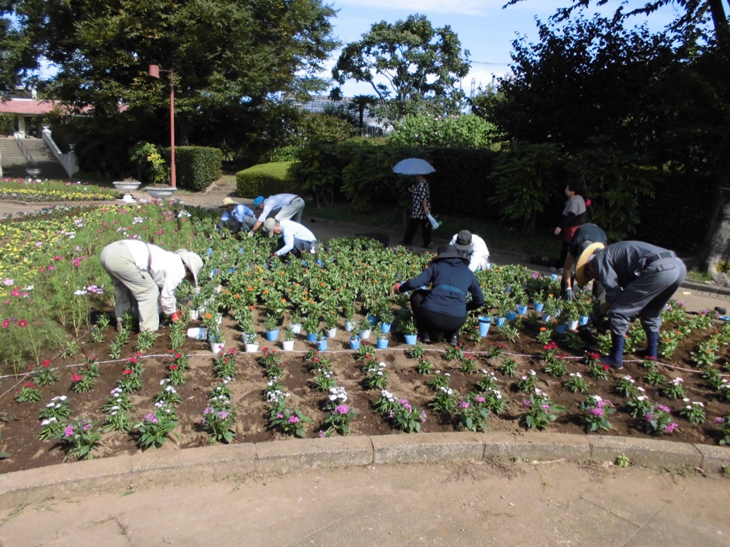 大花壇の花の植えつけ