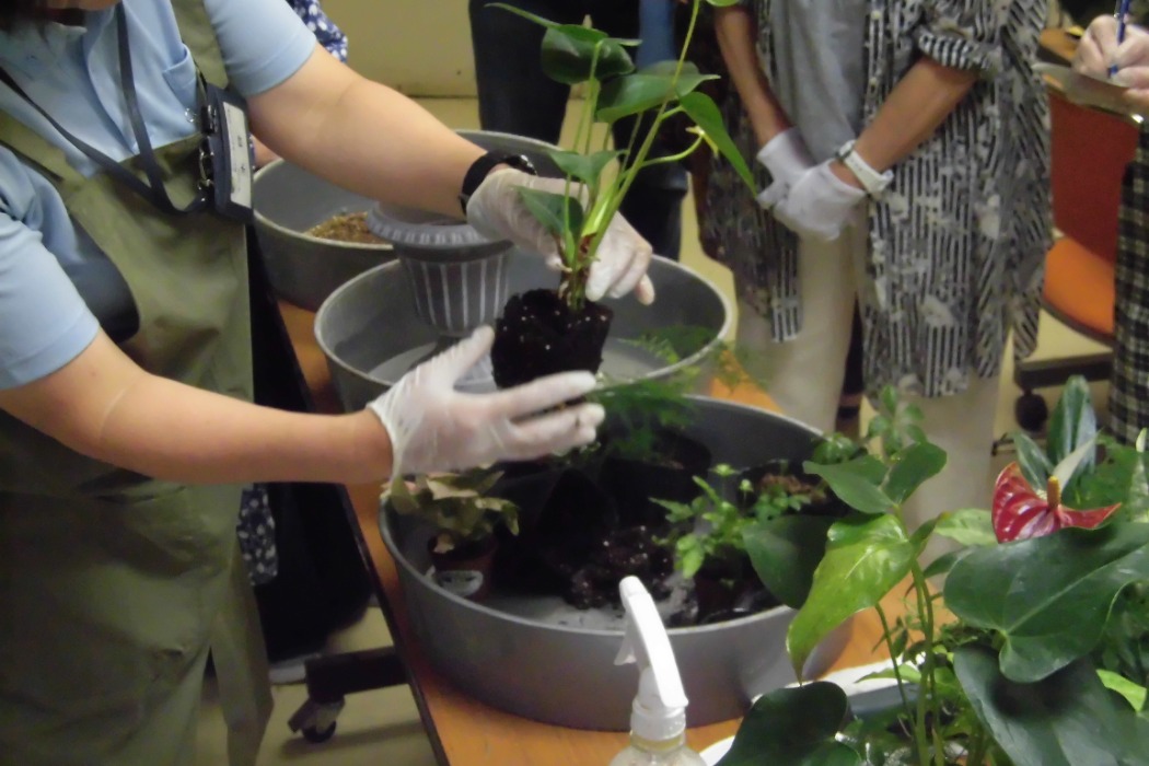 観葉植物の寄せ植え教室