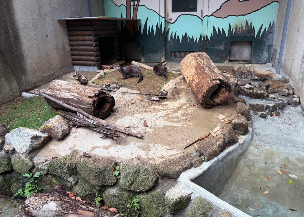 新カワウソ展示場