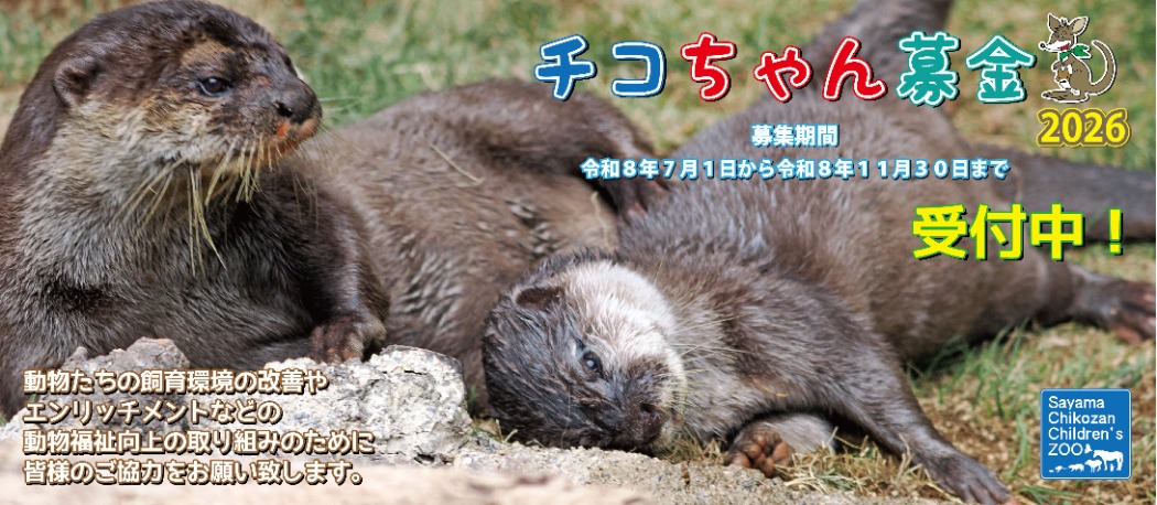 チコちゃん募金2026
