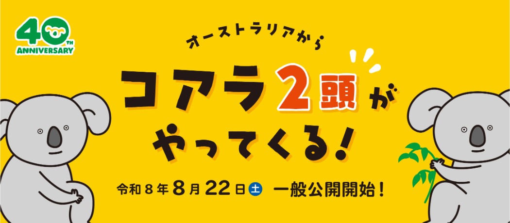 コアラ来園