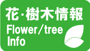 樹木（準備中）