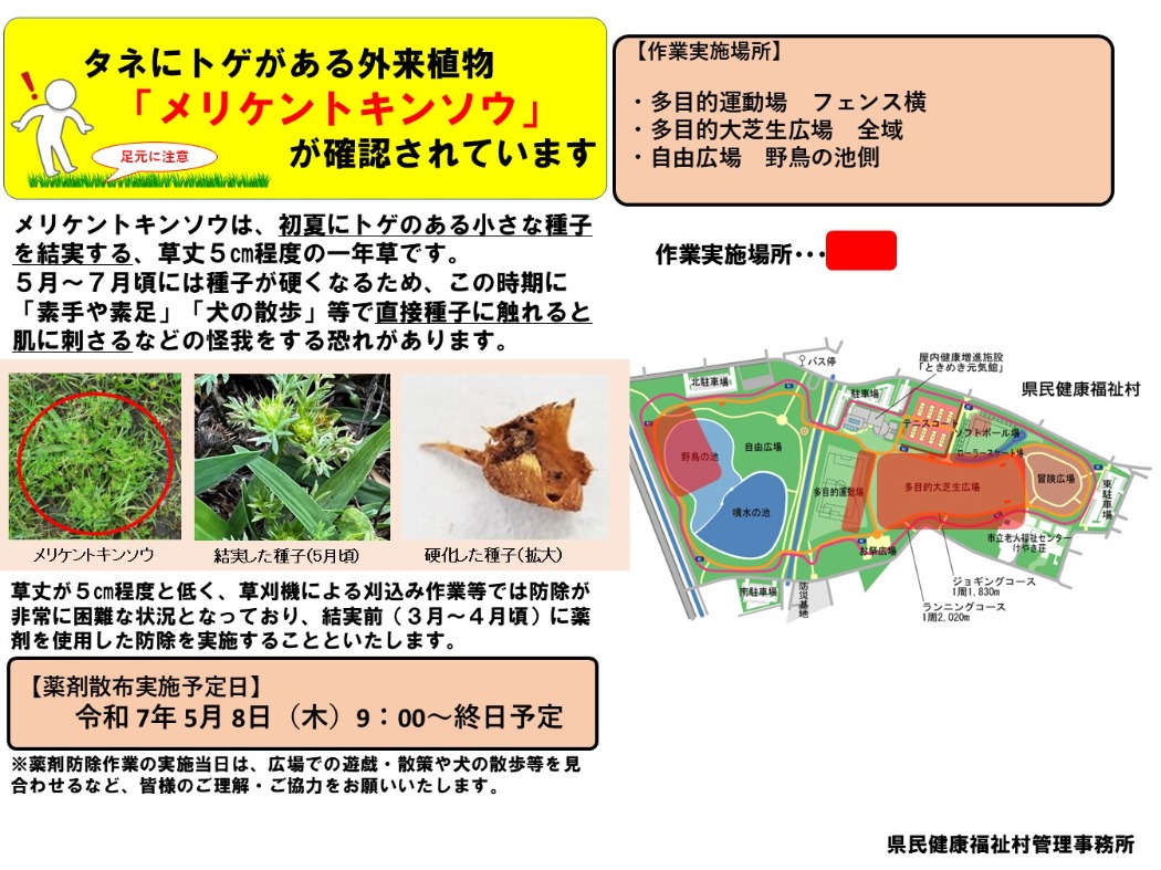 メリケントキンソウに注意