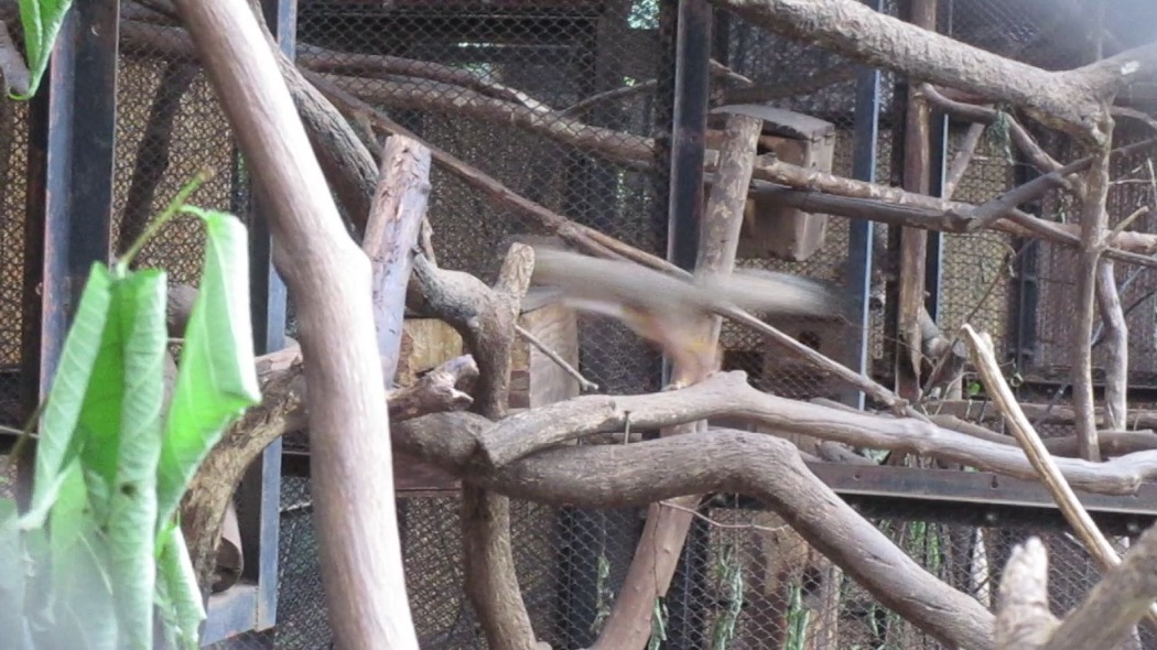 大宮を代表する動物といえば 大宮公園小動物園 公益財団法人埼玉県公園緑地協会