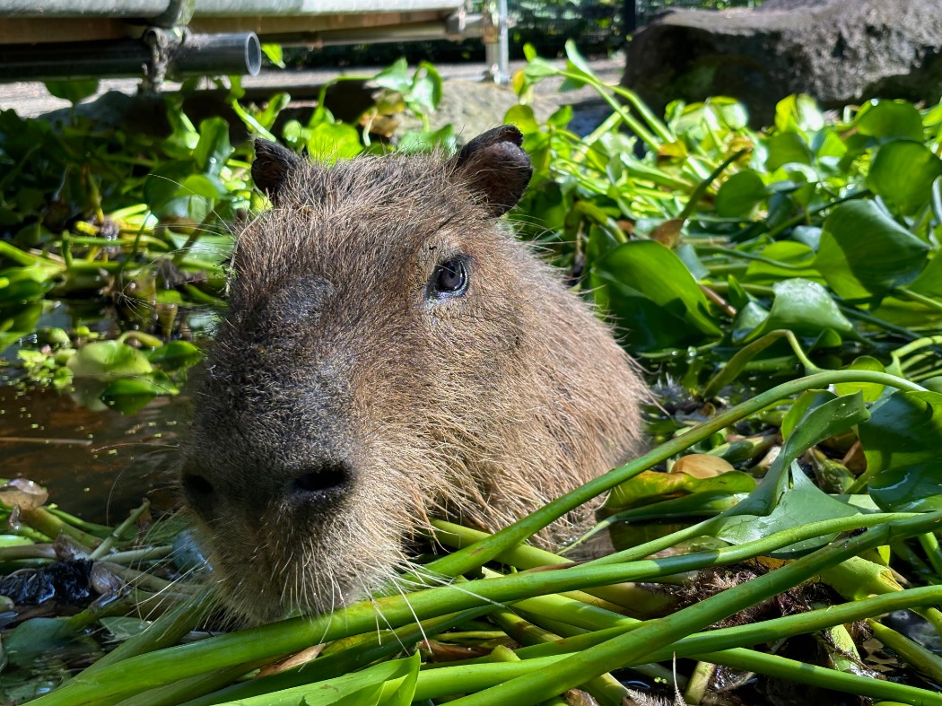 池に入るカピバラ