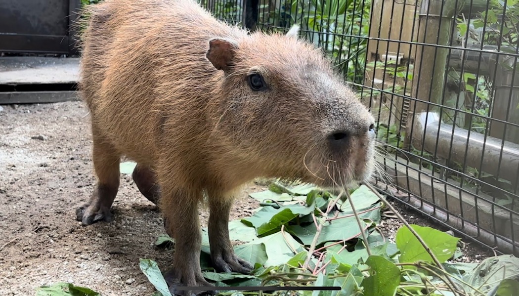 死亡したカピバラ