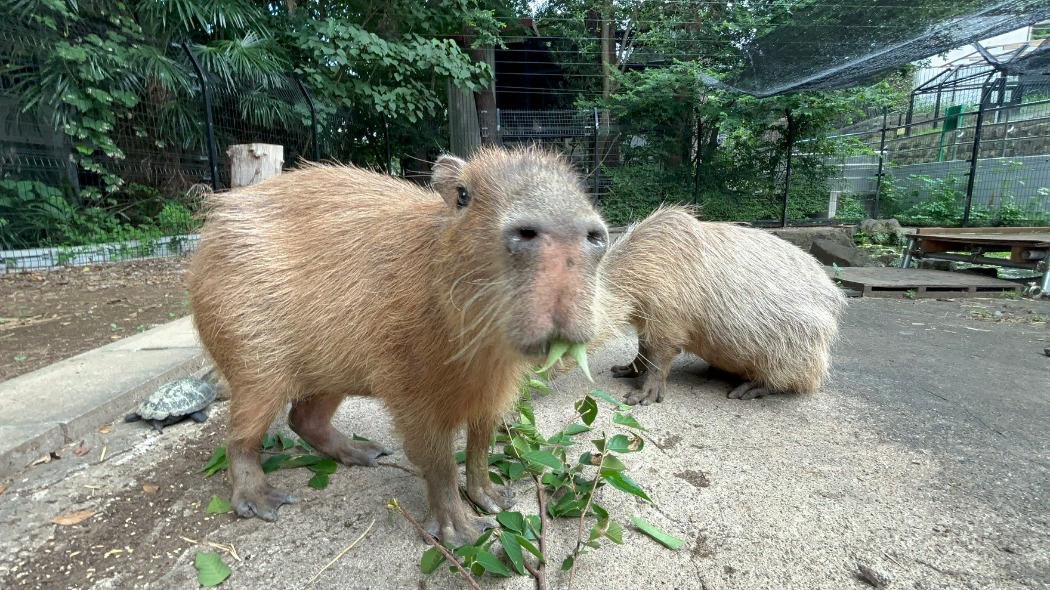 一緒に食べる