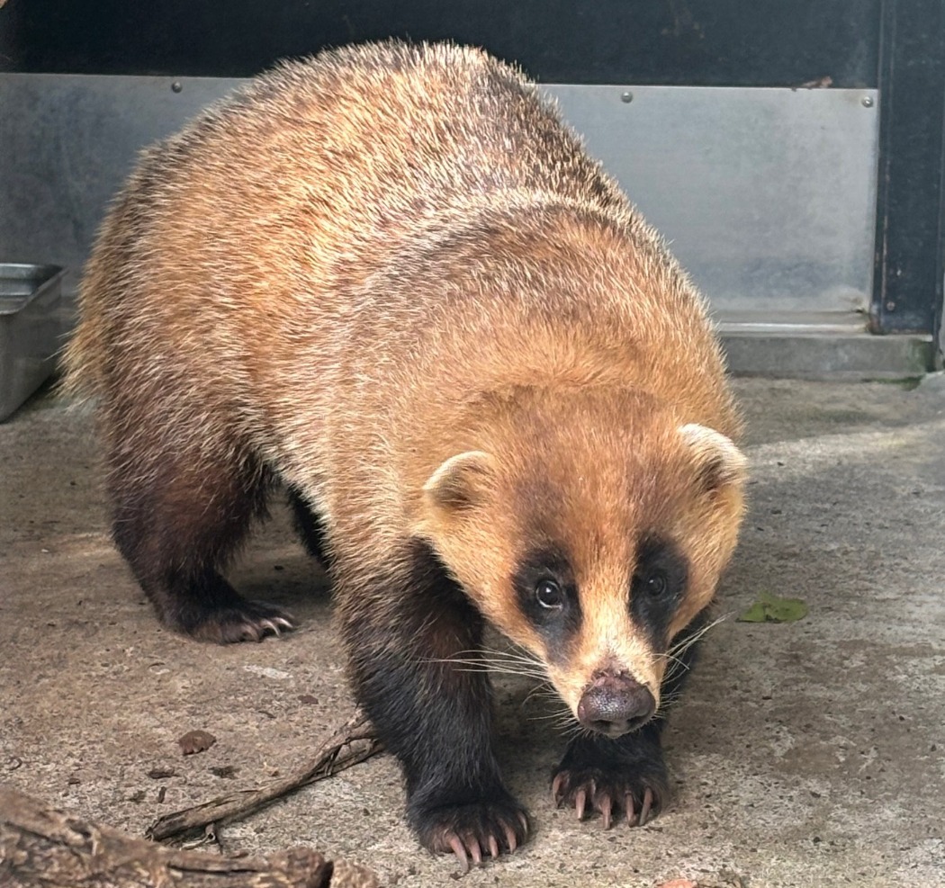 いのすけ