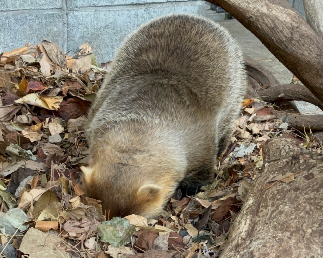 ドングリ探し