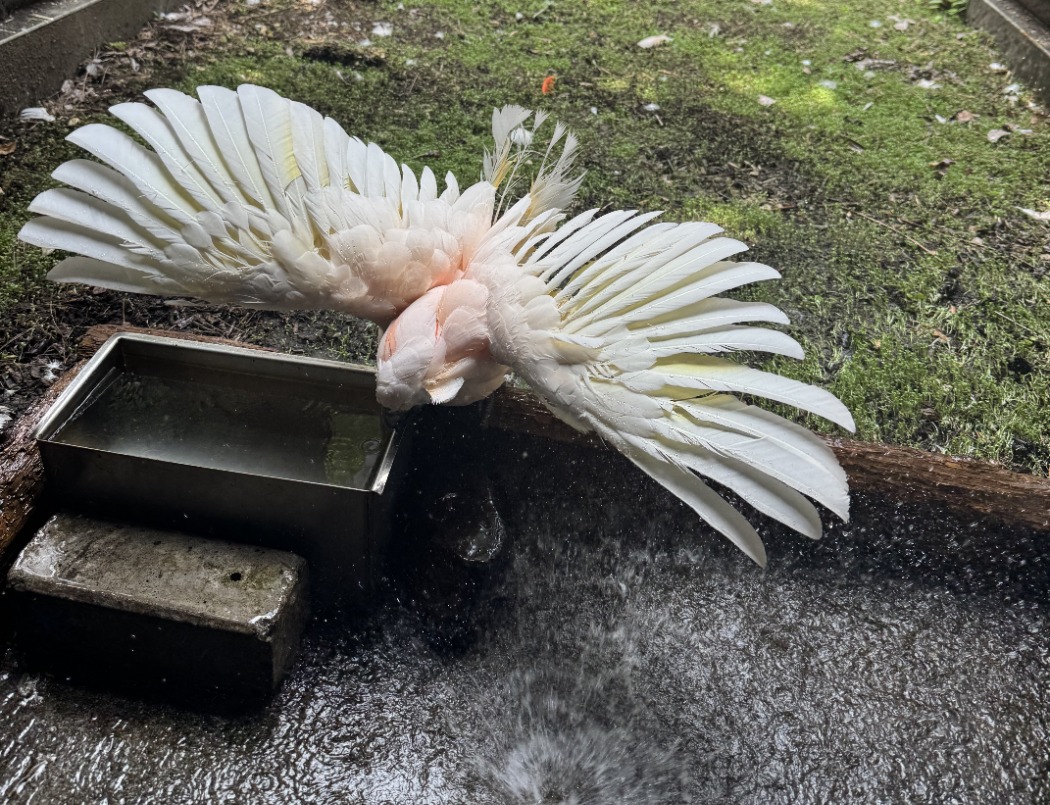 水浴びをするオオバタン 水浴び
