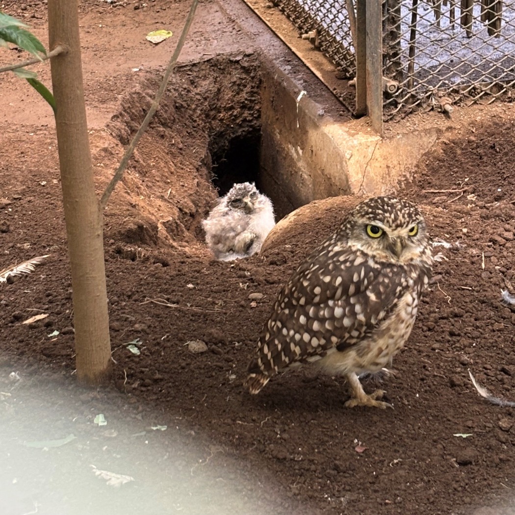 手前が親鳥