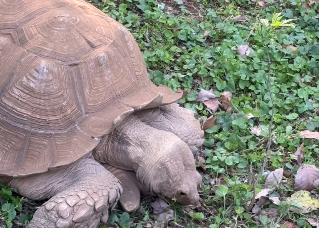 カメキチ