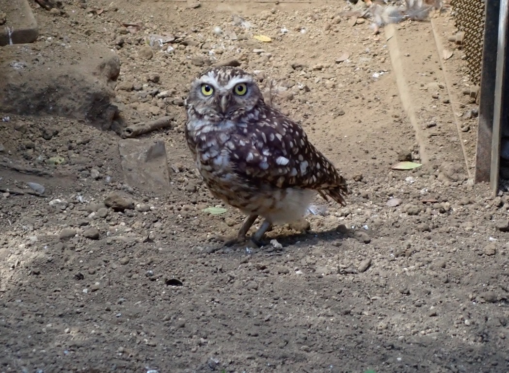 アナホリフクロウのメス「ケーナ」