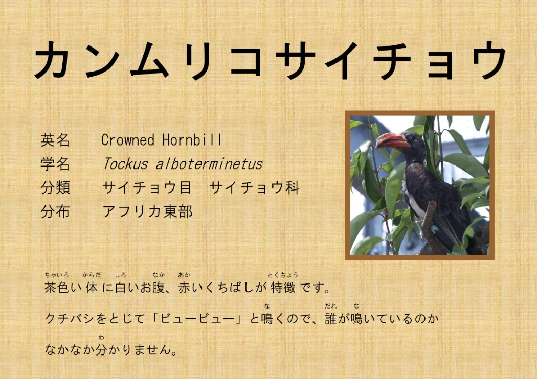 カンムリコサイチョウ