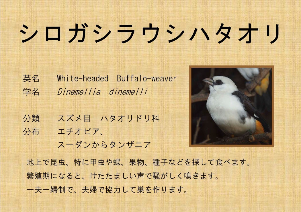 シロガシラウシハタオリ