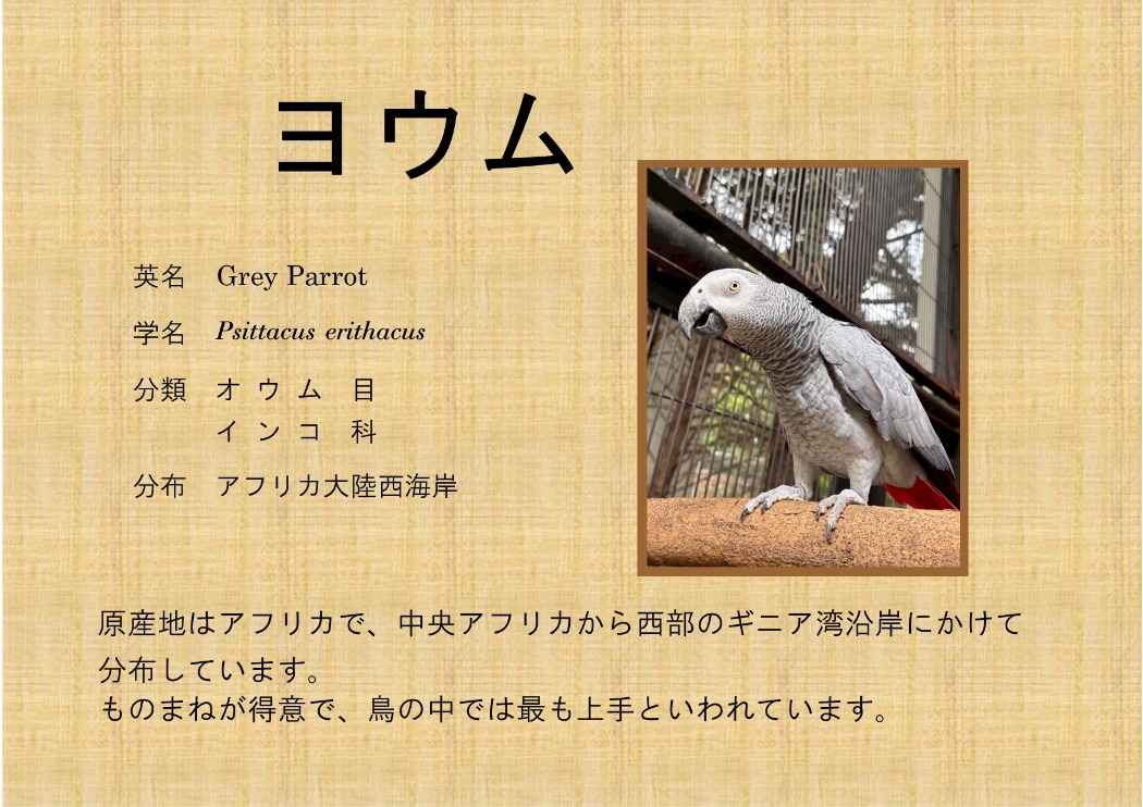 ヨウム
