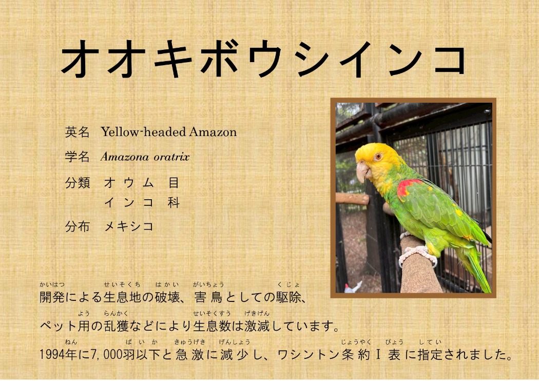 オオキボウシ