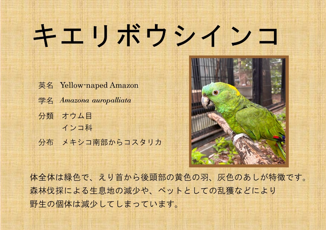 キエリボウシインコ