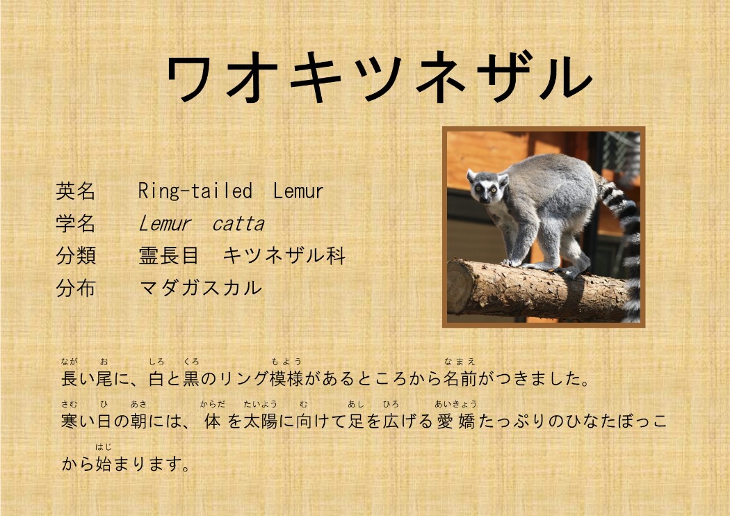 ワオキツネザル