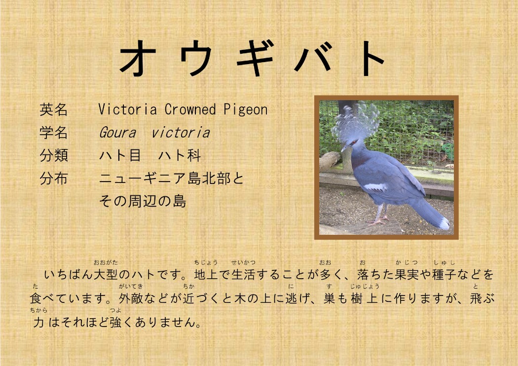 オウギバト