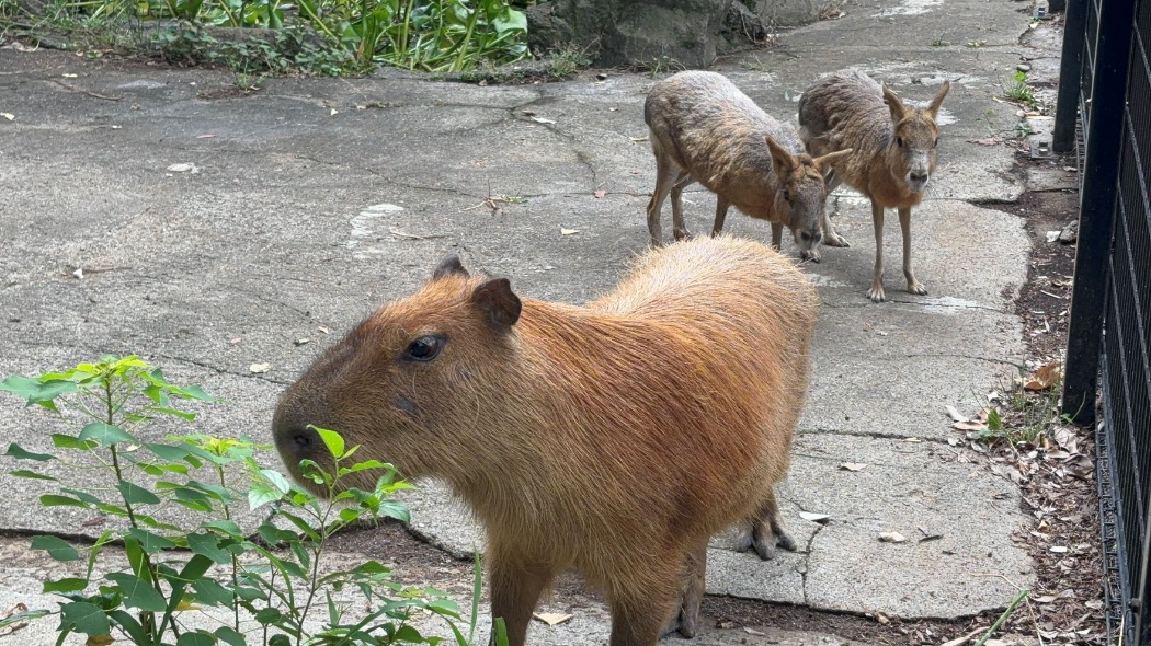 ヘチマとマーラたち カピバラとマーラ