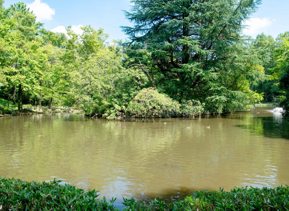 戸田公園の漕艇