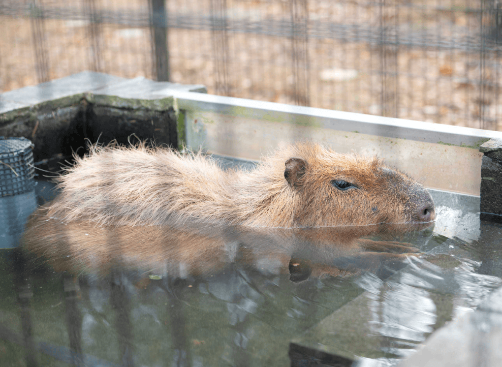 川越公園でプールフィッシング