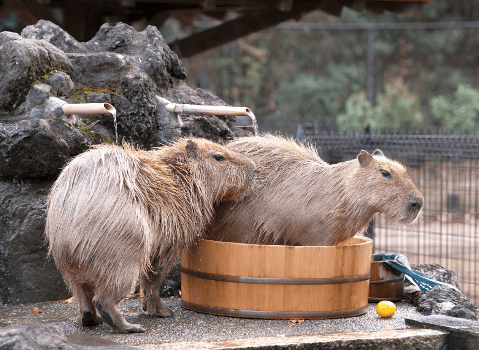 川越公園でプールフィッシング