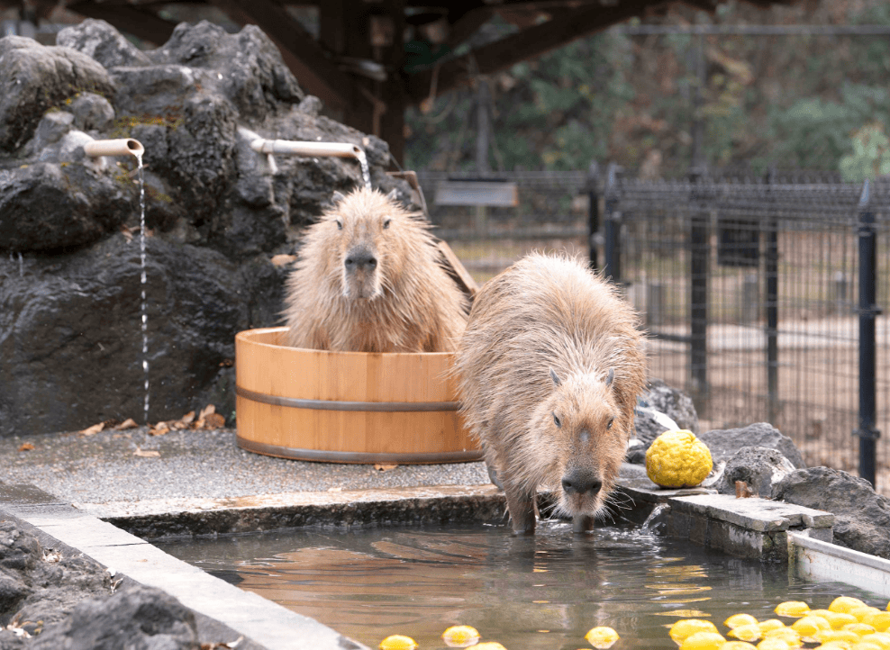 川越公園でプールフィッシング