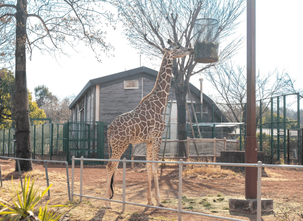 川越公園でプールフィッシング