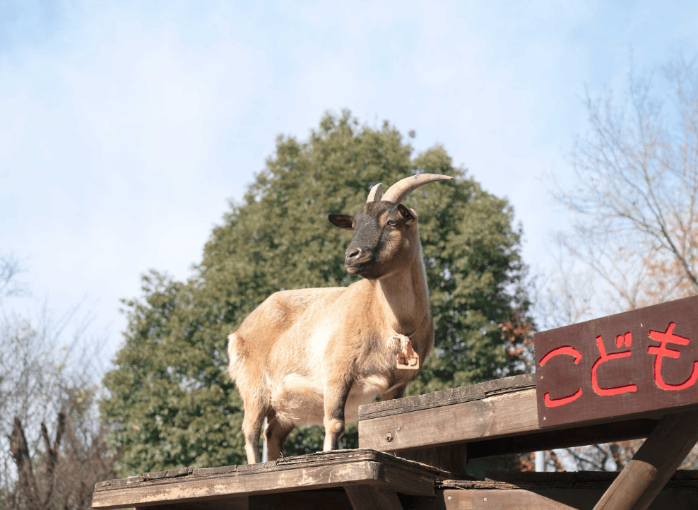 川越公園でプールフィッシング